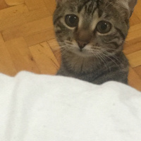 Tekir Kedi, Kedi  Bıcırık fotoğrafı