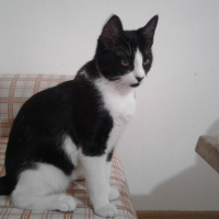 Tekir Kedi, Kedi  bihter fotoğrafı