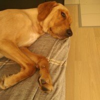 Golden Retriever, Köpek  mex fotoğrafı