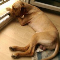 Golden Retriever, Köpek  mex fotoğrafı