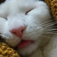 Tekir Kedi, Kedi  Gofret fotoğrafı