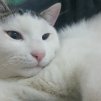 Tekir Kedi, Kedi  Gofret fotoğrafı