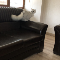 Chinchilla, Kedi  Şike fotoğrafı