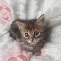Tekir Kedi, Kedi  Acil fotoğrafı