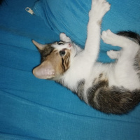 Tekir Kedi, Kedi  Acil fotoğrafı