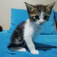 Tekir Kedi, Kedi  Acil fotoğrafı