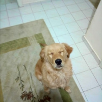 Golden Retriever, Köpek  Afrodit fotoğrafı