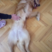 Golden Retriever, Köpek  Afrodit fotoğrafı