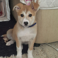 Sokö (Sokak Köpeği), Köpek  Kızım fotoğrafı