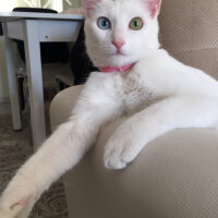 Ankara Kedisi, Kedi  Nefes fotoğrafı