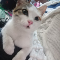 Tekir Kedi, Kedi  Mınık fotoğrafı