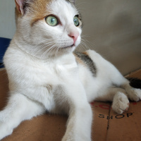 Tekir Kedi, Kedi  Mınık fotoğrafı