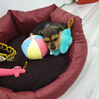 Beagle, Köpek  Merlin fotoğrafı
