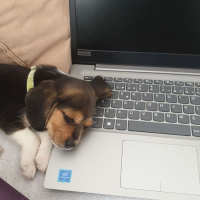 Beagle, Köpek  Merlin fotoğrafı