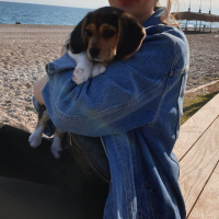 Beagle, Köpek  Merlin fotoğrafı