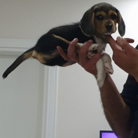 Beagle, Köpek  Merlin fotoğrafı