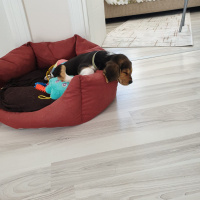 Beagle, Köpek  Merlin fotoğrafı