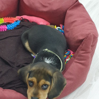 Beagle, Köpek  Merlin fotoğrafı