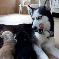 Sibirya Kurdu (Husky), Köpek  Pia fotoğrafı