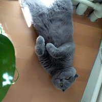 British Shorthair, Kedi  Gofret fotoğrafı