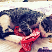 Tekir Kedi, Kedi  Safir fotoğrafı