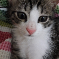 Tekir Kedi, Kedi  Safir fotoğrafı