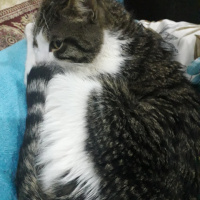Tekir Kedi, Kedi  Safir fotoğrafı