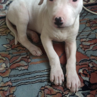 Dogo Arjantin, Köpek  ria fotoğrafı