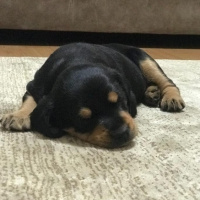 Rottweiler, Köpek  votka fotoğrafı