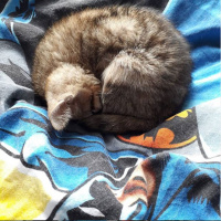 Tekir Kedi, Kedi  Hera fotoğrafı