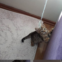 Tekir Kedi, Kedi  Hera fotoğrafı