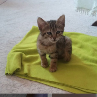 Tekir Kedi, Kedi  Hera fotoğrafı