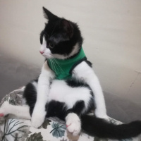 Tuxedo (Smokin) Kedi, Kedi  Müşerref fotoğrafı
