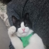 Tuxedo (Smokin) Kedi, Kedi  Müşerref fotoğrafı
