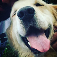 Golden Retriever, Köpek  Reo fotoğrafı