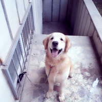 Golden Retriever, Köpek  Reo fotoğrafı