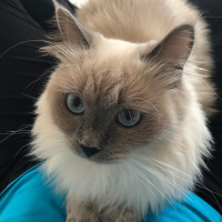 Himalayan, Kedi  mia fotoğrafı