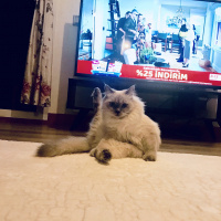 Himalayan, Kedi  mia fotoğrafı