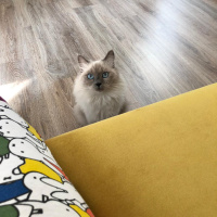 Himalayan, Kedi  mia fotoğrafı