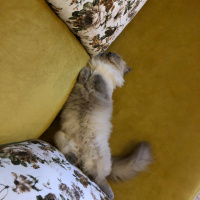 Himalayan, Kedi  mia fotoğrafı