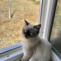 Himalayan, Kedi  Mia fotoğrafı