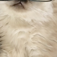 Himalayan, Kedi  Mia fotoğrafı