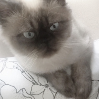 Himalayan, Kedi  Mia fotoğrafı