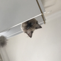 Himalayan, Kedi  Mia fotoğrafı