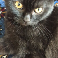 British Shorthair, Kedi  Gece fotoğrafı