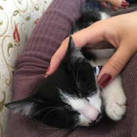 Tuxedo (Smokin) Kedi, Kedi  Bıyık fotoğrafı