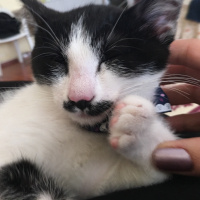 Tuxedo (Smokin) Kedi, Kedi  Bıyık fotoğrafı