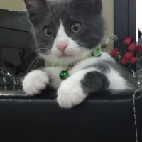 Tekir Kedi, Kedi  Duman fotoğrafı