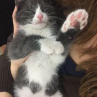 Tekir Kedi, Kedi  Duman fotoğrafı