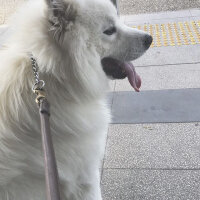 Samoyed, Köpek  Mickey fotoğrafı